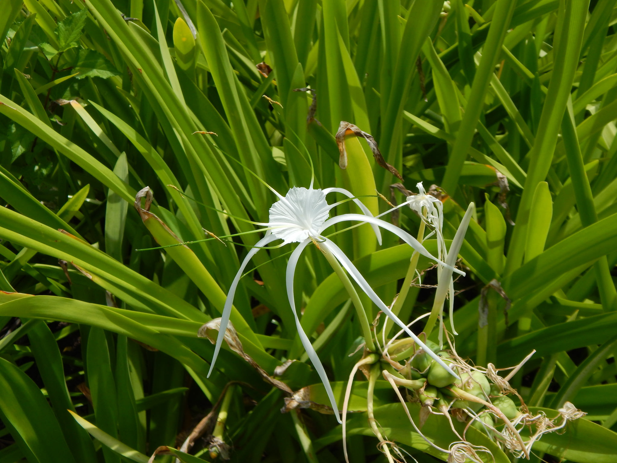 Hymenocallis littoralis